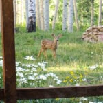 Stephens Cabin